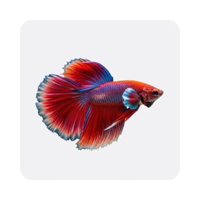 Poisson