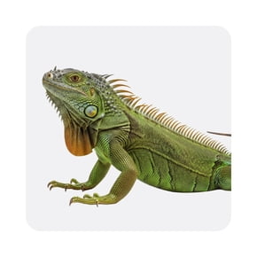 Reptiles