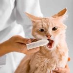 Lingettes dentaires pour chiens et chats (Boîte de 50 pièces) - Occamarket