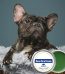 Crème de Soin Hydratante pour Truffe de Chien - Occamarket
