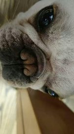 Crème de Soin Hydratante pour Truffe de Chien - Occamarket