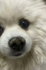 Crème de Soin Hydratante pour Truffe de Chien - Occamarket