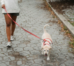 CleanPet - Fini les traces de pattes - Occamarket