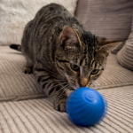 Ludika – Balle Interactive pour Chiens & Chats - Occamarket