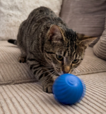 Ludika – Balle Interactive pour Chiens & Chats - Occamarket